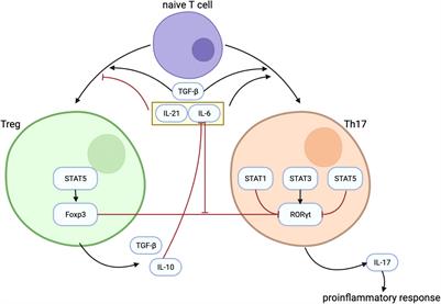 The immunomodulation role of Th17 and Treg in renal transplantation